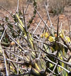 Euphorbia sp nova aff actinoclada PV2527 Thola GPS186 Kenya 2012_PV1644.jpg